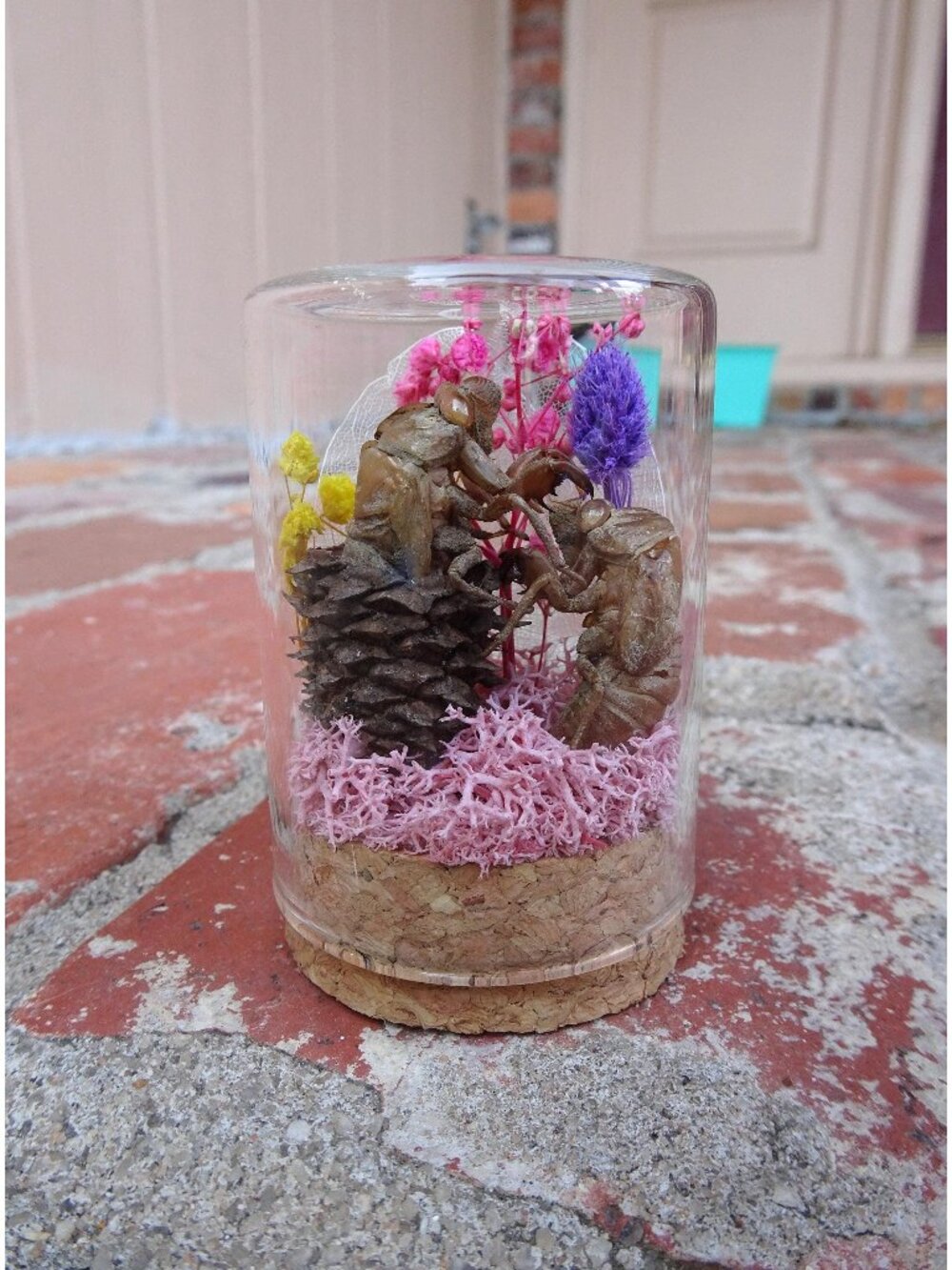 Cicada Skin Pinecone & Flowers Oddity Jar Insect diorama curiosity goth nature